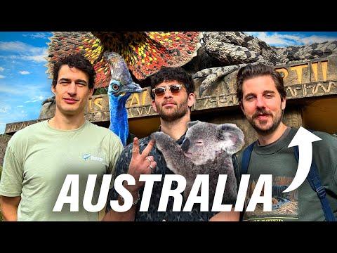 Exploring Australian Wildlife: A Thrilling Adventure Down Under