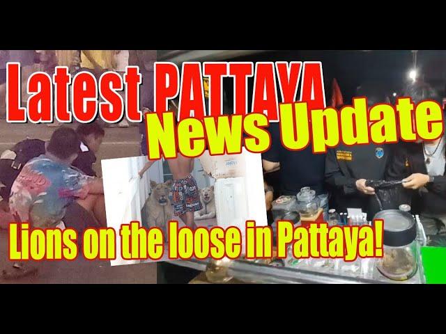 Breaking News: Lions Roam the Streets of Pattaya!!!
