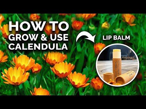 Unlocking the Benefits of Calendula: A Comprehensive Guide