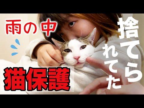 猫を拾ってきた！多頭飼いに悩む飼い主の日常