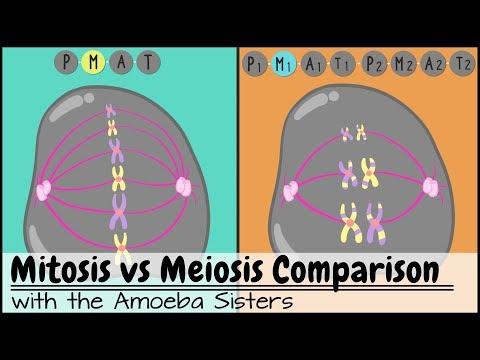 Understanding Mitosis and Meiosis: A Side-by-Side Comparison