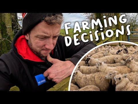 Maximizing Profit: A Guide to Selling EWE Lambs