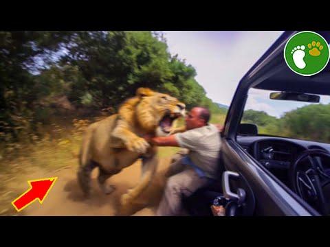 Wild Animal Encounters: Surprising Moments Caught on Camera