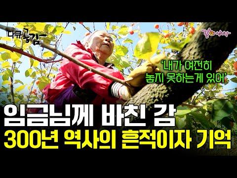 The Heartwarming Story of Kim Pil-soon and the Persimmon Trees