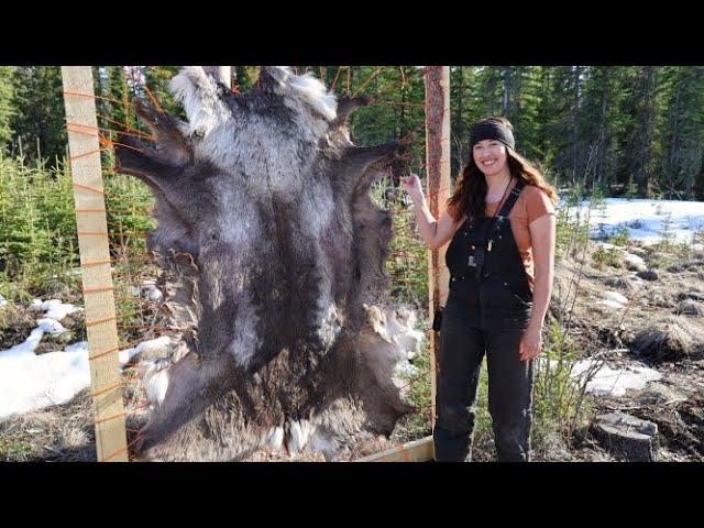 Exploring the Beauty of Alaska: Tanning a Caribou Hide