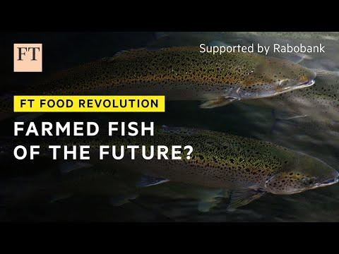 The Future of Aquaculture: Sustainable Practices and Concerns