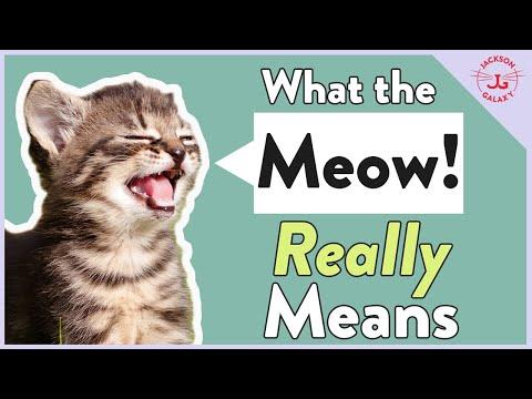 Decoding the Mysteries of Cat Meows: Understanding Your Feline Friend's Communication