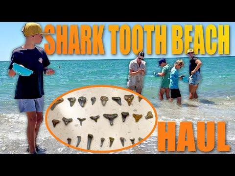 Unveiling the Beauty of Shark Tooth Hunting in Florida Beaches