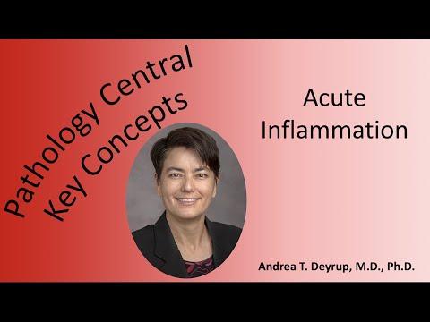 Understanding Acute Inflammation: Causes, Symptoms, and Resolution