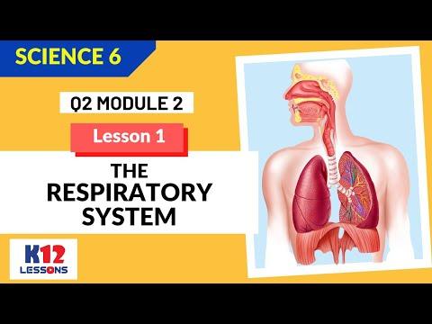The Amazing Respiratory System: A Journey Through Breathing