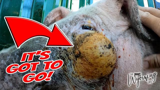 Watch as a YouTuber Treats a Pig's Infection with Aeroquip Corral: A Fascinating Journey