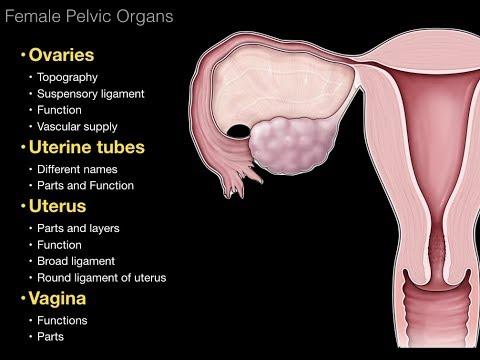 Understanding the Female Reproductive System: A Comprehensive Guide