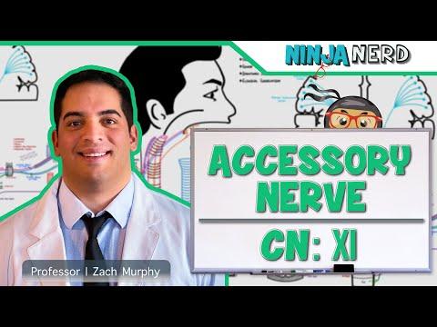 Understanding the Anatomy and Function of the Accessory Nerve
