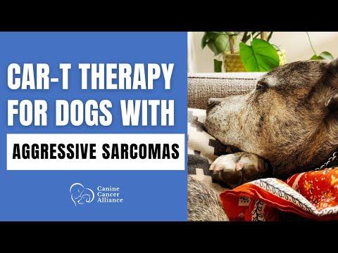 Revolutionizing Cancer Treatment: The Promise of CAR T-Cell Therapy for Dogs
