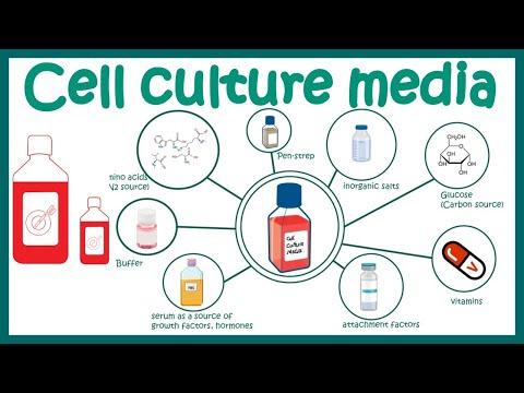 The Importance of Cell Culture Media in Laboratory Research