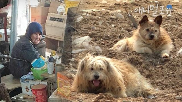 Rescuing Stray Dogs: A Tale of Survival and Hope