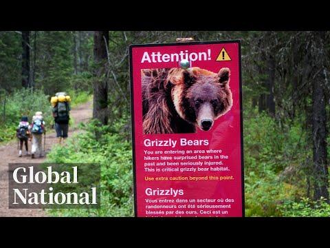 Tragedy Strikes Banff National Park: Bear Attack Leaves Two Dead