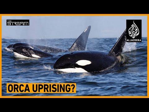 The Truth Behind Orca Confrontations: Insights and Solutions