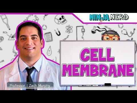 Unlocking the Secrets of Cell Membrane Structure & Function