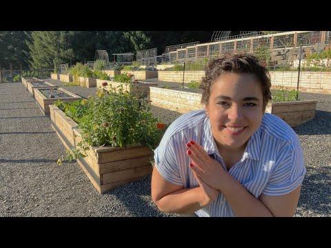 Gardening Update: Harvesting, Preserving, and Future Plans