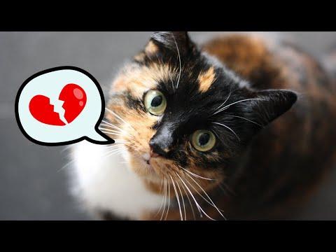 The Fascinating Memory and Emotional World of Cats