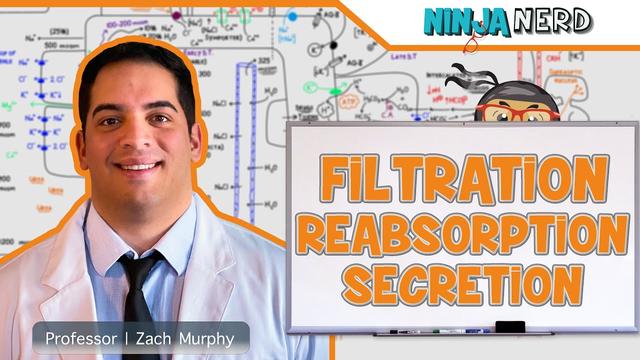 Understanding the Intricacies of Renal Filtration and Reabsorption