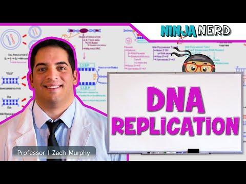 Understanding DNA Replication: Key Points and FAQs