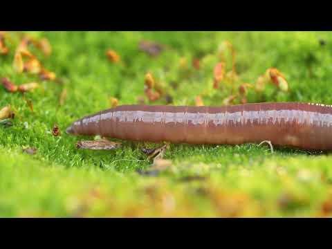 Fascinating Facts About Earthworms and Leeches